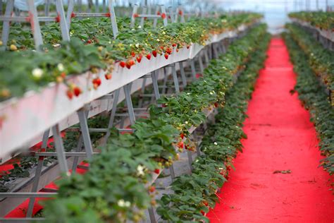 现代草莓立体种植技术