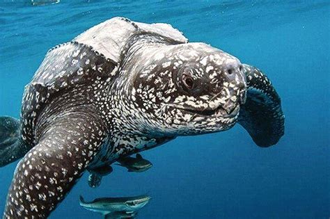 现在世界上最大的海龟
