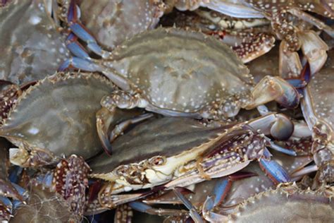 现在黄岛螃蟹多少钱一斤