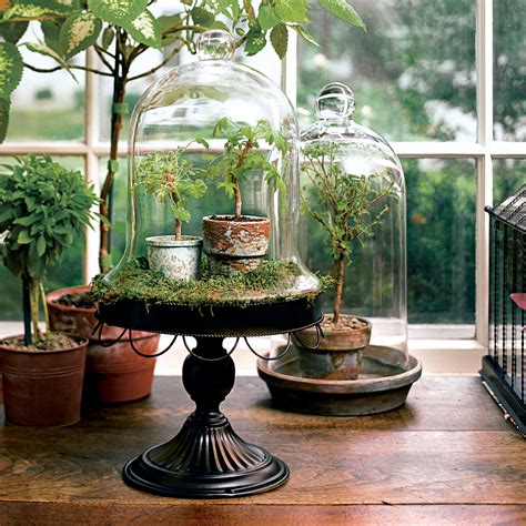 玻璃盆栽植物室内推荐