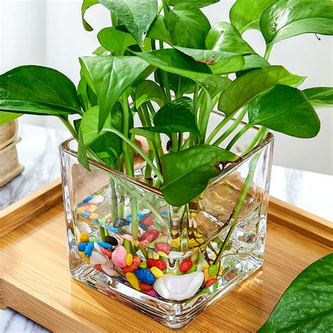 玻璃花盆养什么植物