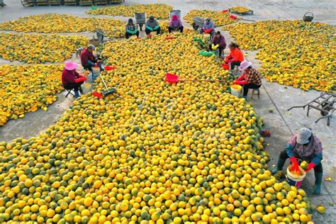 瓜蒌子的种植方法 江苏地区