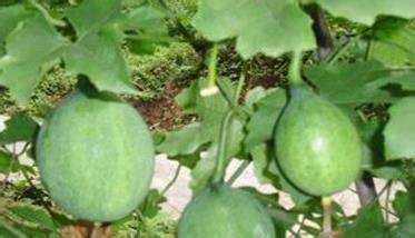 瓜蒌种子种植时间和方法