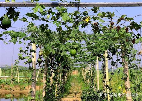 瓜蒌籽怎么种植才是正确的