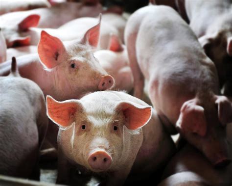 生猪期货对猪价的影响