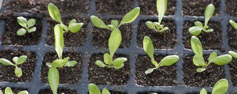 生菜籽种植时间几月份适合
