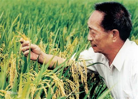由袁隆平院士带领团队研发的海水稻是应对粮食危机的重大技术革新