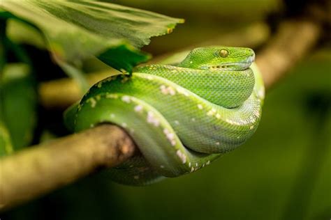 男人梦见绿色的蛇