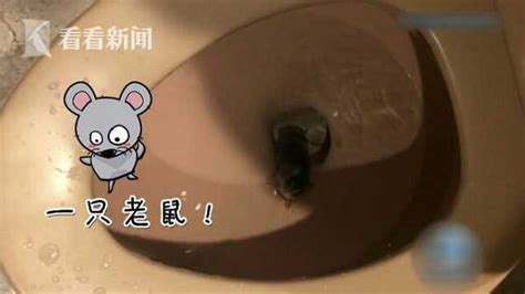 男子在厕所里发现一只老鼠