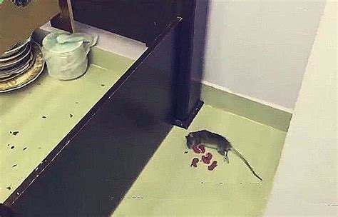 男子宿舍遇到老鼠