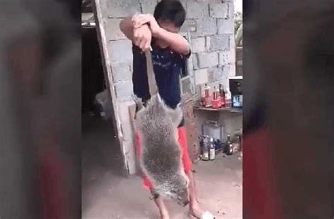男子抓捕27斤重的老鼠