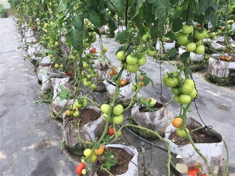 番茄栽培技术方法