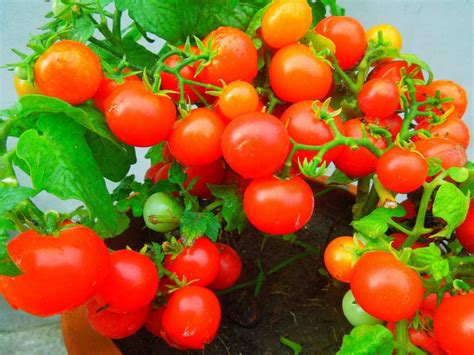 番茄种植小白逆袭成种植大王