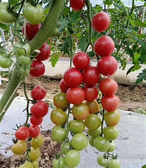 番茄种植时间及技术要点
