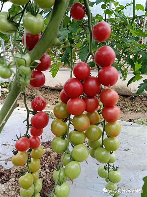 番茄种植要点
