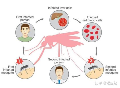 疟疾的传播途径