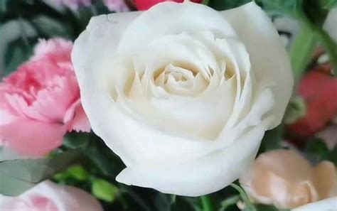 白玫瑰代表什么意思