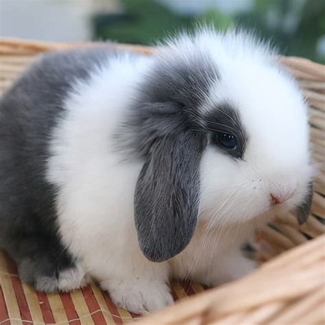白色垂耳兔可以起什么名字