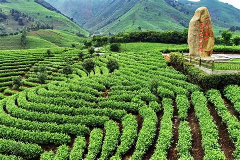 白茶一亩种植多少化肥