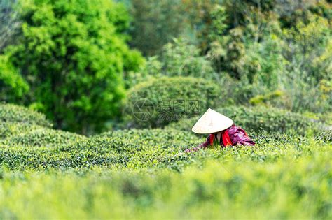 白茶种植方法和时间