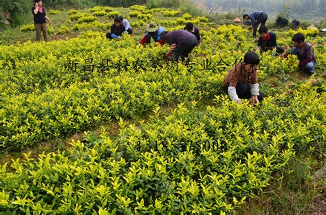 白茶苗种植方法