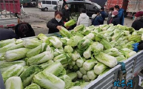 白菜现在市场价多少钱一斤河南