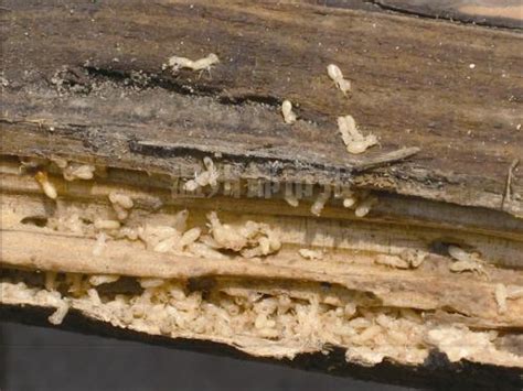 白蚁咬木头的声音录音
