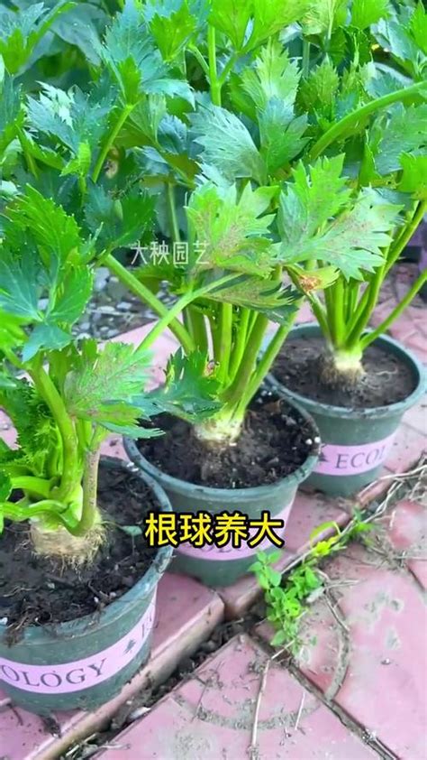 盆栽芹菜的养殖方法