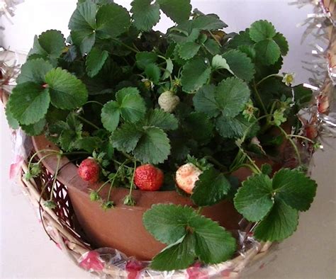 盆栽草莓怎么养才能更旺盛