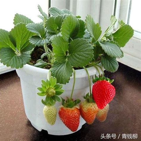 盆栽草莓种植技术视频