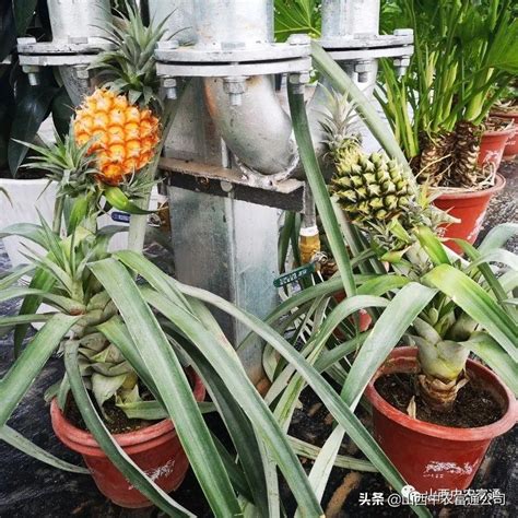 盆栽菠萝的种植方法图解