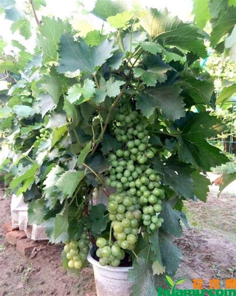 盆栽葡萄种植全过程