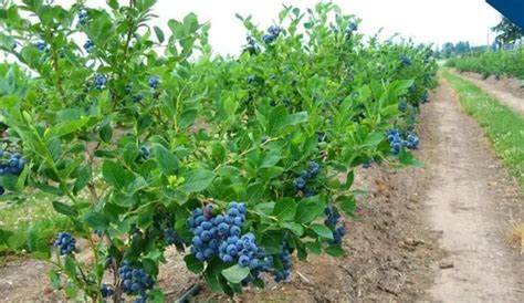 盆栽蓝莓种植技术和管理