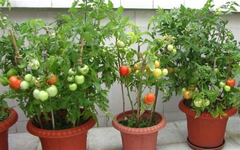 盆种番茄的方法