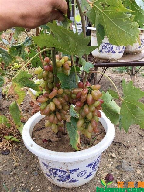 矮化葡萄的种植方法和技巧