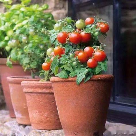 矮番茄的成长过程总结