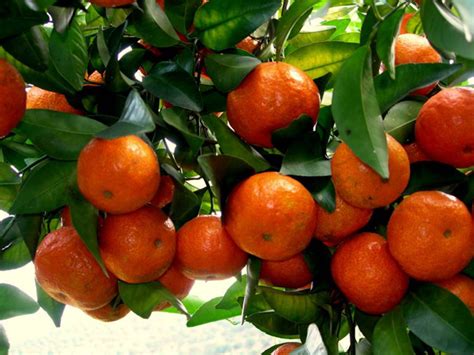 砂糖橘种植如何保证存活