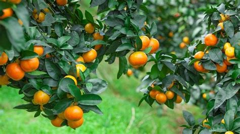 砂糖橘种植方式有哪些呢