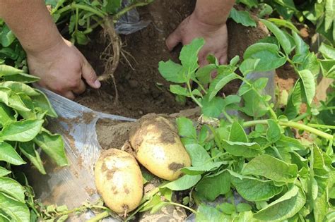秋季种植马铃薯方法
