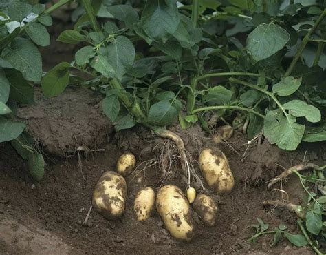 秋季马铃薯该如何种植