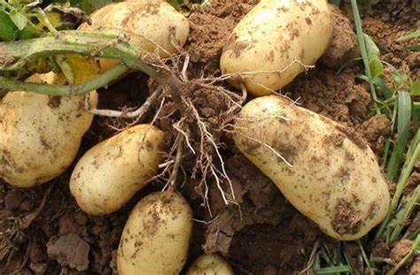 秋马铃薯怎么种植