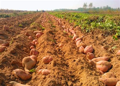 种植一亩红薯一年收入多少钱