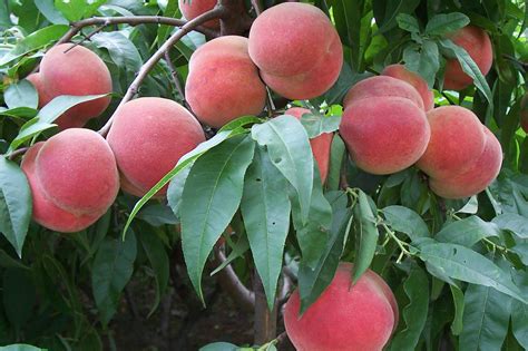 种植桃子的技术指导