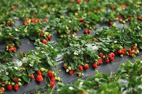 种植草莓的技术和日常