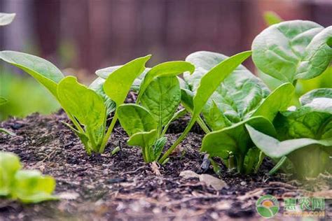 种植菠菜一斤能赚多少钱