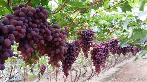 种植葡萄始于什么时间