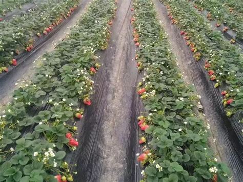 种植4亩草莓投资多少钱