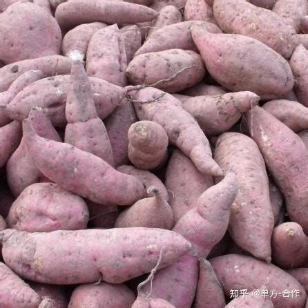 种红薯10年能挣多少钱