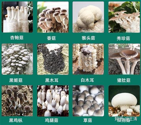 种蘑菇有几种