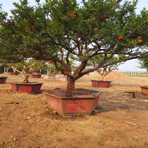 突尼斯石榴树种植方法全过程